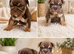 ENGLISH BULLDOGS