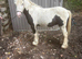 Future star! 11.2hh 4 year old coloured minicob