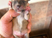 Mix dachshund litter