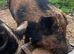 2 year old Kune Kune/Juliana intact boar
