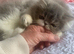 Ready Now*GCCF Reg. Persian Kitten