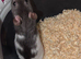 Gorgeous baby Rats ready from 1st September