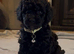 Beautiful Toy Cockapoo Puppies from Extensively DNA & Health Tested Parents