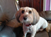Cavapoo puppy