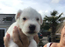 Parson Russell Terriers Cornwall