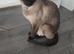 Siamese Seal point male Kitten