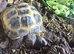 Tortoise and enclosure for sale