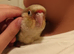 Silly tame conure