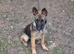 Gorgeous German Shepherd puppies (only 1 female now available)