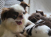 Beautiful Long haired chihuahua puppies