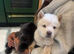 Chow chow pup ready in days !