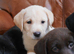 Quality Health Tested Labrador Puppies
