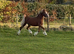 Parc Ricardo - Fully Registered Welsh Sec C