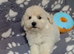 Multipoos puppies mix litter ready to go one boy one girl available