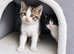 Beautiful Kittens