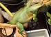 Chinese water dragon