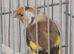 brown pastel goldfinch