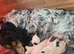 F1 rare rainbow roan cockapoos