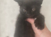 Cute Male Kittens