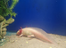 Stunning Pink Axolotls
