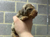 3 dachshund puppies
