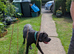 11 month old female cane corso needs loving home