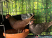 Pair of English barbs for sale