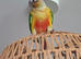 Beautiful & Intelligent 4-Month-Old Yellow-Sided Green-Cheeked Conures - Fully Weaned & Very Friendly.