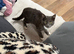 Socks and tabby free to good home