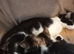 Tuxedo x tabby kittens