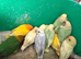 6 week old tamed love birds