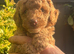 Miniature Poodle puppy's