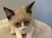 RAGDOLL X SNOWSHOE
