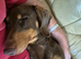 9 month old male dachshund puppy