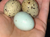 Celadon Coturnix quail trio