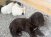 Coockapoo puppies