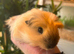 Peruvian, Sheltie & Alpaca baby boars