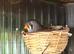 Exhibition zebra Finches