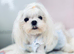 Exceptional Full Korean Maltese Puppies