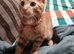 Male ginger kitten
