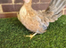 Serama Pullets