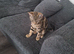 Kittens
