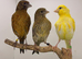 x3 canary&rsquo;s available