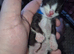 Beautiful litter of 3