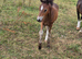 Welsh part bred colt foal