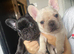 KC REG PEDIGREE FRENCH BULLDOG PUPPIES