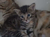 Bengal mix kitten girl
