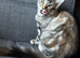 Maine Coon last girl available