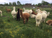 Alpaca Retirement Sale. Also brand new 3 box stable x 12 ft 18mm kick boards Never Used