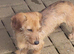 WIRED HAIRED DASHUND DOG
